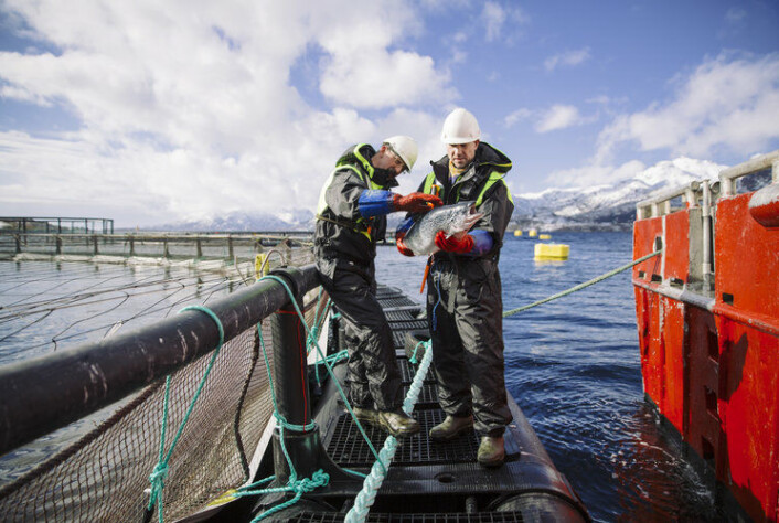 Lakseoppdrett.Foto: Marius Fiskum © Norges sjømatråd Lakseoppdrett.Foto: Marius Fiskum © Norges sjømatråd