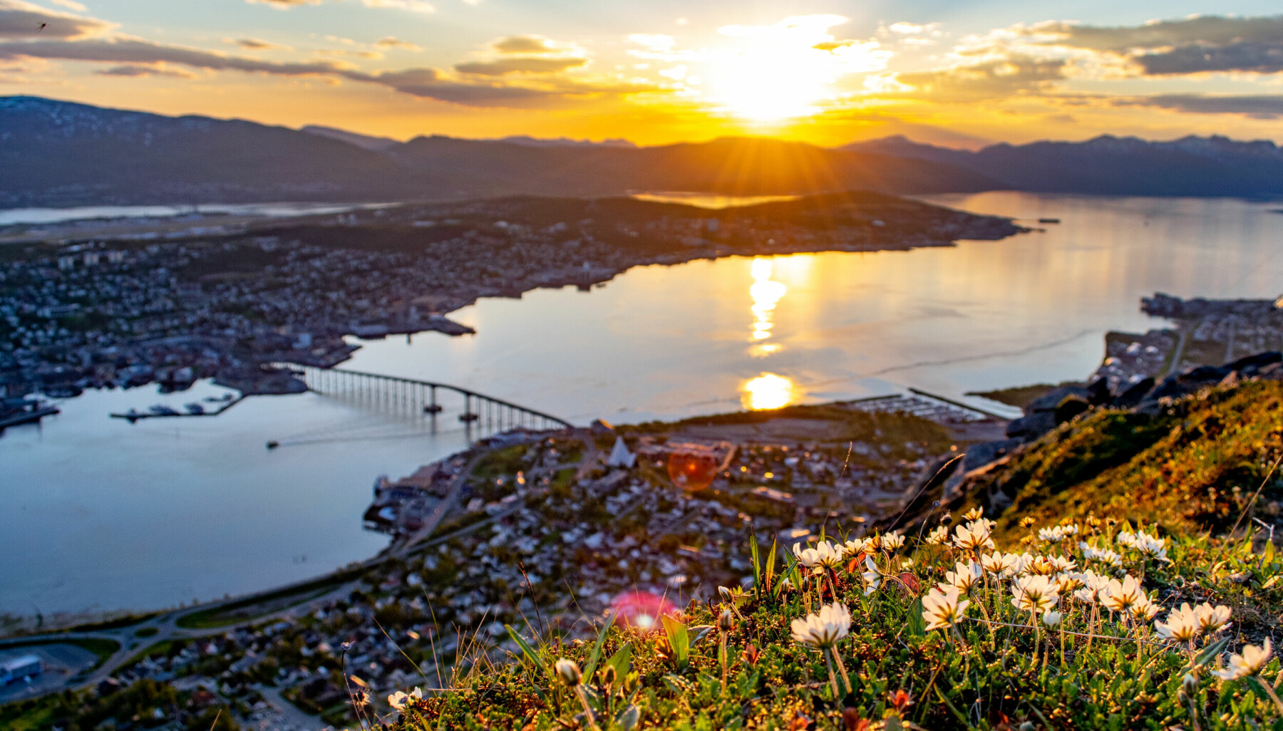 Flowers,And,The,Midnight,Sun,In,Troms,City,From,Fjellheisen