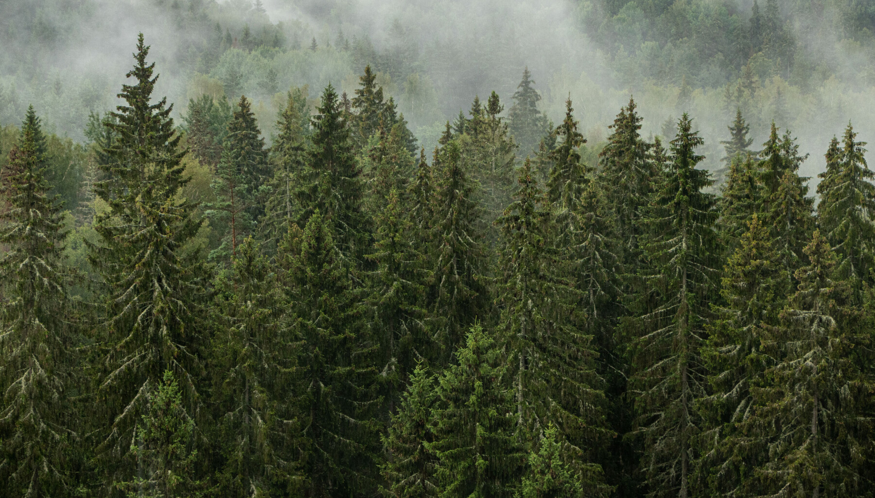 Misty,Forest,View,With,Spruce,Trees,After,Rain,In,Gauja Misty,Forest,View,With,Spruce,Trees,After,Rain,In,Gauja
