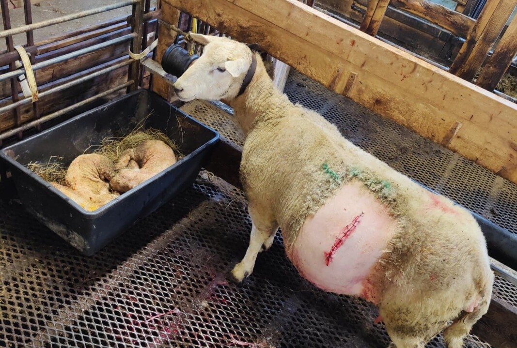 Noen ganger går ikke lammingen like enkelt, da er det godt å ha nærhet til dyktige veterinærer. Noen ganger går ikke lammingen like enkelt, da er det godt å ha nærhet til dyktige veterinærer.