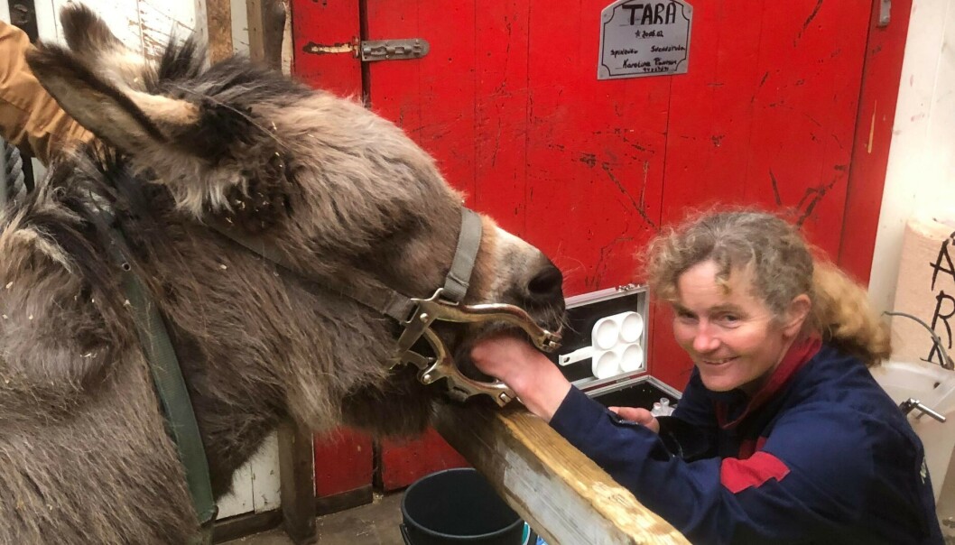 Stordyrveterinær Berit Hansen besøker både ku, sau, esel og lama. Stordyrveterinær Berit Hansen besøker både ku, sau, esel og lama.