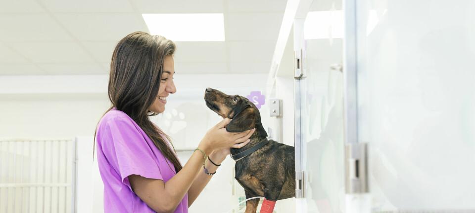 Veterinarian,Doctor,Hugging,A,Beautiful,Dog.,Veterinary,Concept.