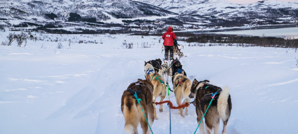 A,Team,Of,Husky,Sled,Dogs,Running,On,A,Snowy