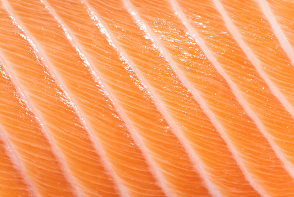 Atlantic Salmon Belly Close-up Full Frame View.