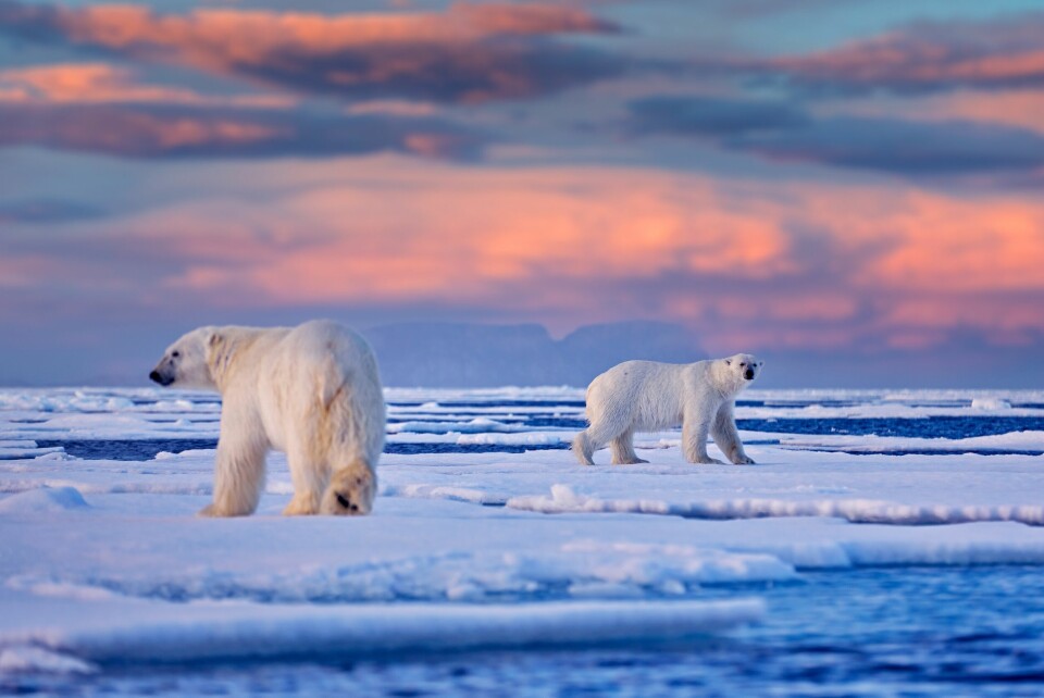 Arctic,Canada.,Polar,Bear,On,The,Drifting,Ice,With,Snow