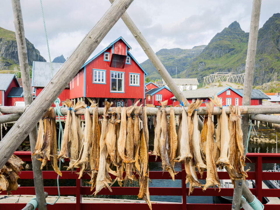 Drying,Stockfish,Cod,In,Authentic,Traditional,Fishing,Village,With,Traditional
